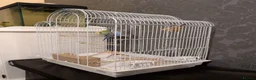 Budgerigars birds for sale: Exhibition Budgies Breeder pair and Budgie pair  - Advert 5
