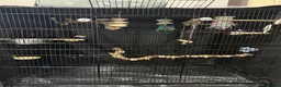 Budgerigars birds for sale: 2 male young budgies for sale  - Advert 3