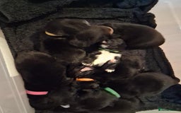 Mixed Breed dogs for sale: Portuguese water dog x Golden retriever puppies  - Image 11