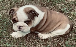 English Bulldog dogs for sale: LOGGERHEADS CHUNKY ENGLISH BULLDOG PUPPIES - Image 5