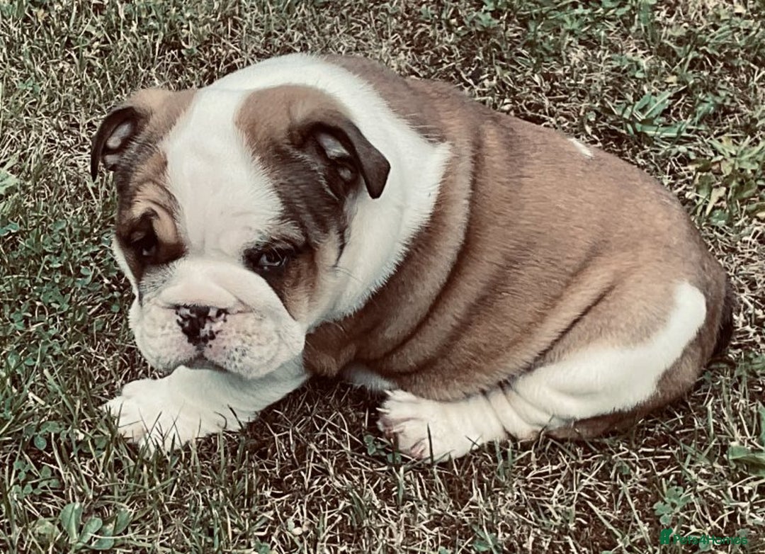 English Bulldog dogs for sale: LOGGERHEADS CHUNKY ENGLISH BULLDOG PUPPIES - Image 5