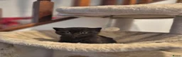 British Shorthair cats for sale: 2 female GCCF British short hair kittens - Advert 21