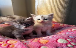 Maine Coon cats for sale: Stunning Shaded Pure Maine Coon Kittens. - Image 6