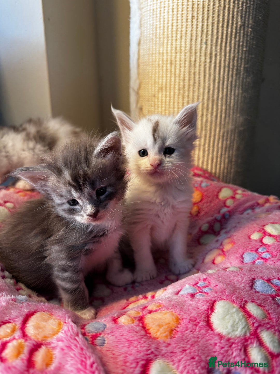 Maine Coon cats for sale: Stunning Shaded Pure Maine Coon Kittens. - Image 6