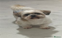 Shih Tzu dogs for sale: ******: Oreo, Smart & Independent - Image 2