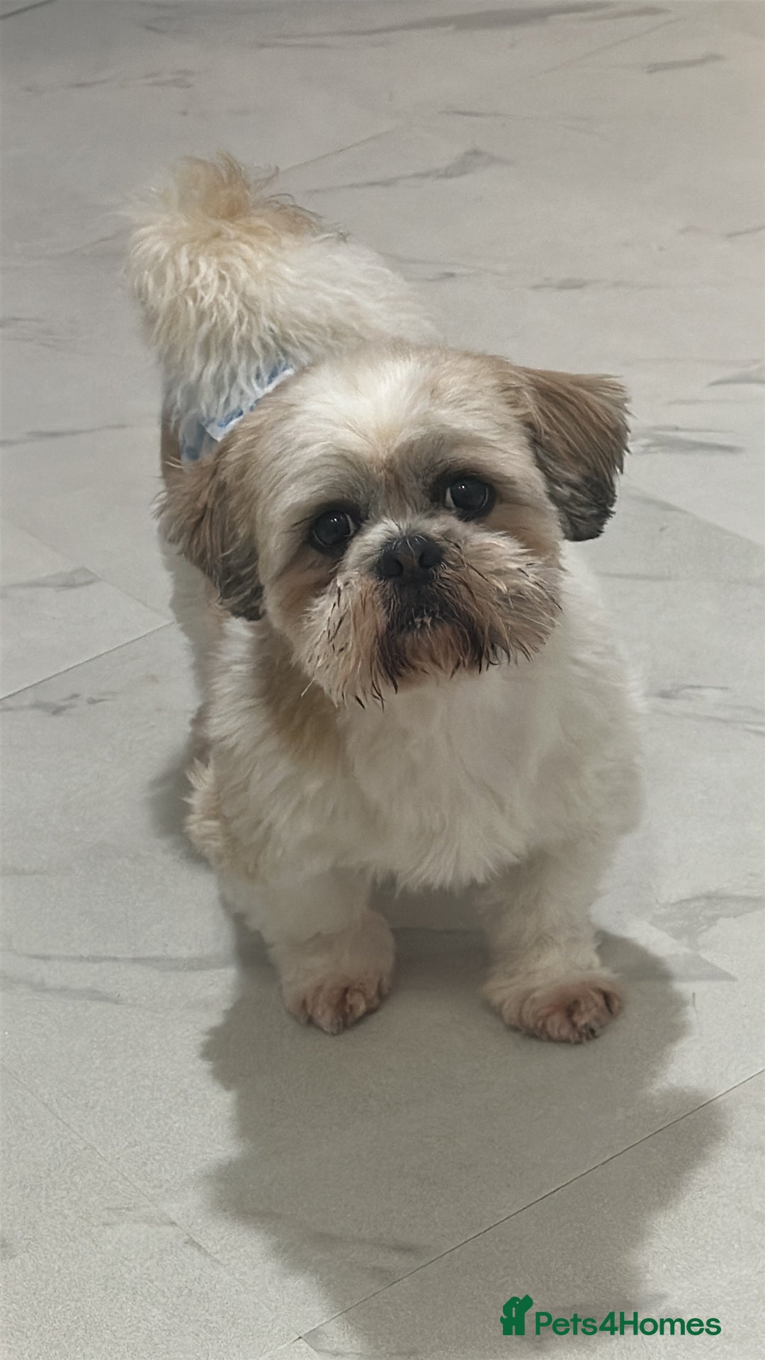 Shih Tzu dogs for sale: ******: Oreo, Smart & Independent - Image 2