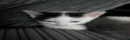 Mixed Breed cats for sale: Kittens available  in Birkenhead - Advert 6