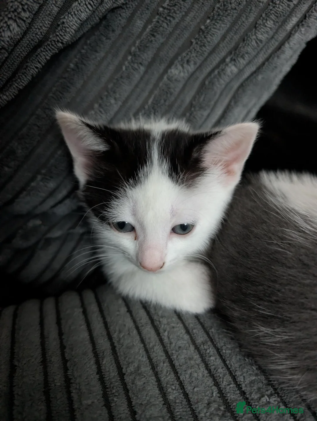 Mixed Breed cats for sale: Kittens available  in Birkenhead - Advert 6