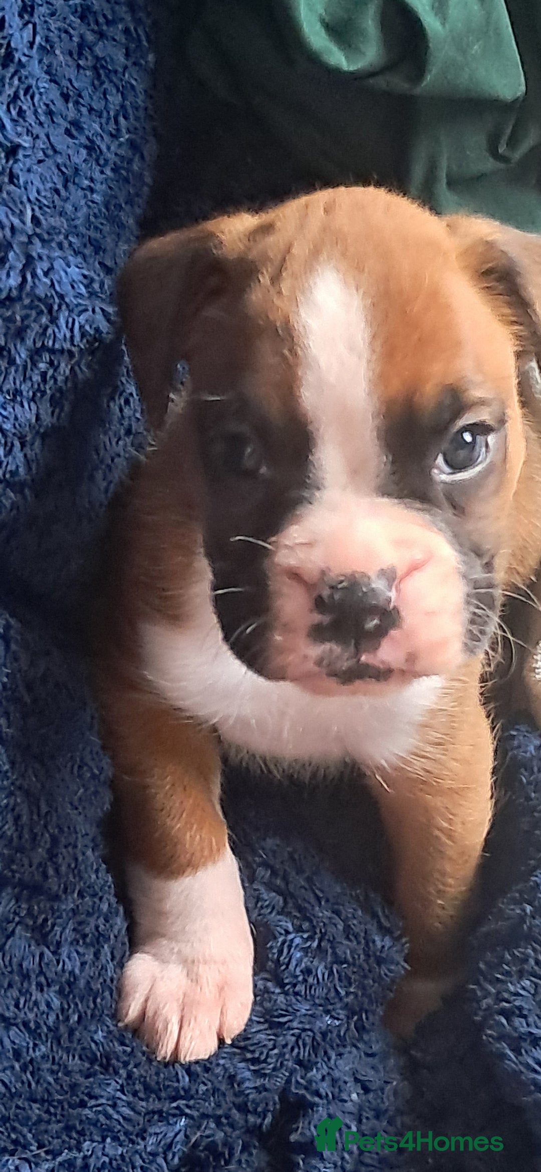 Boxer dogs for sale: Boxer babies ❤️ - Advert 14