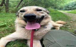 Mixed Breed dogs for adoption: Pettern - Norwich Norfolk  - Image 29