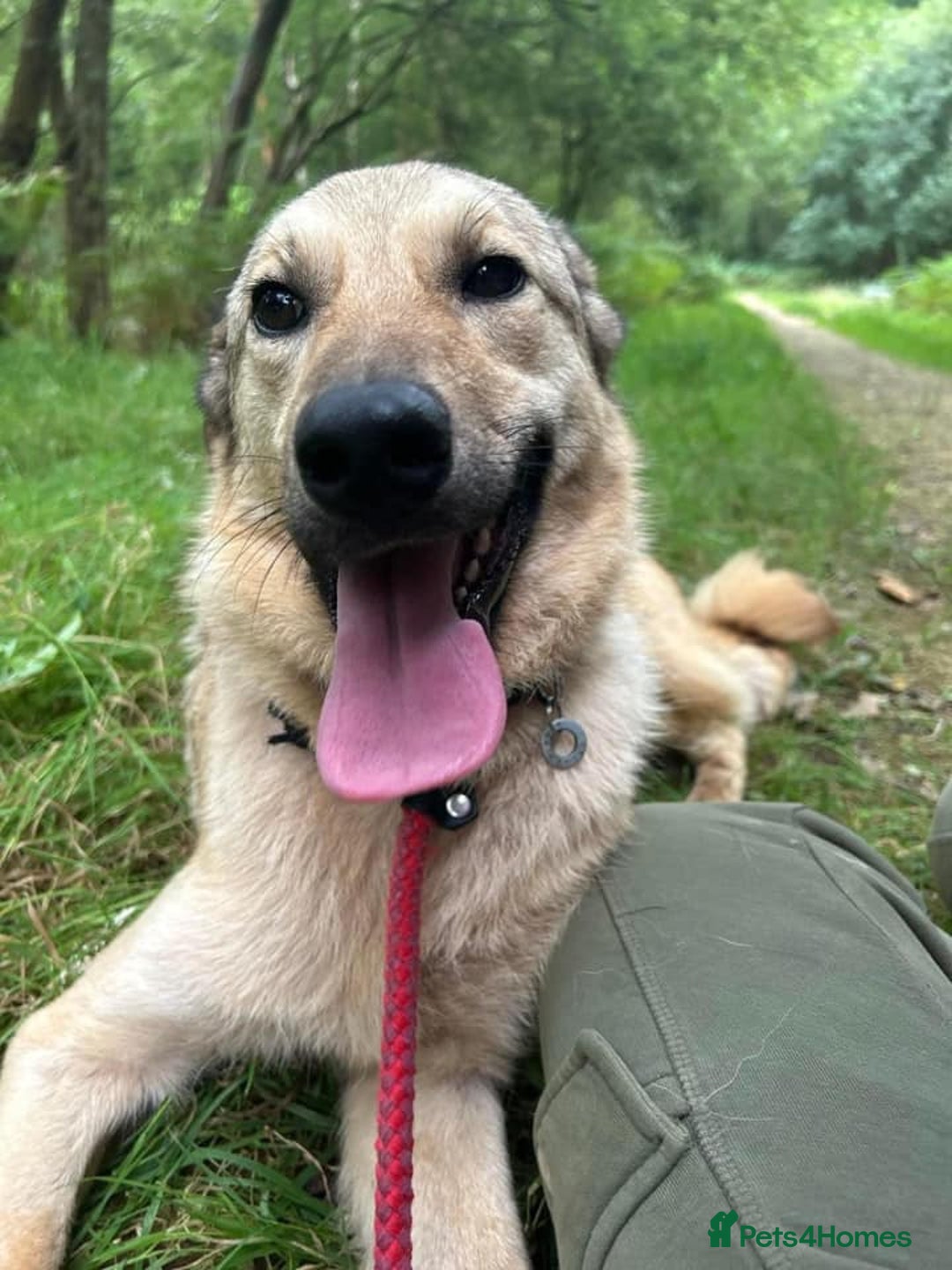 Mixed Breed dogs for adoption: Pettern - Norwich Norfolk  - Image 29