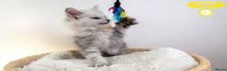 Maine Coon cats for sale: Stunning Maine Coon Kittens - Advert 32