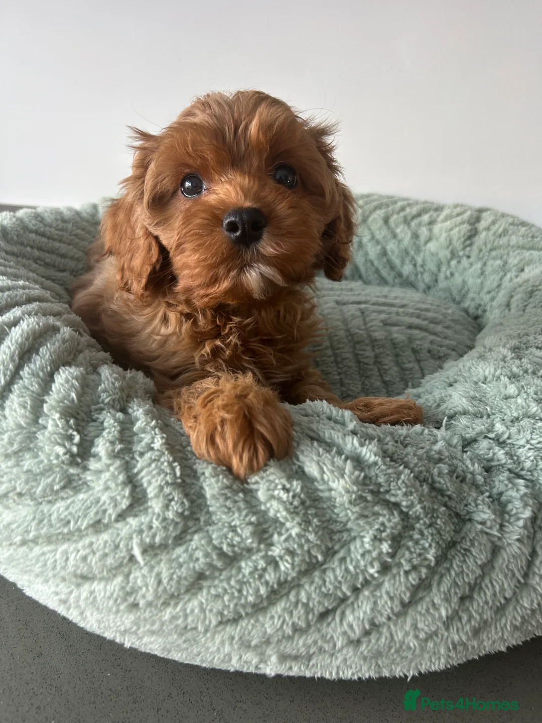 Cavapoo dogs for sale: Beautiful Cavapoos (health tested parents) - Advert 2