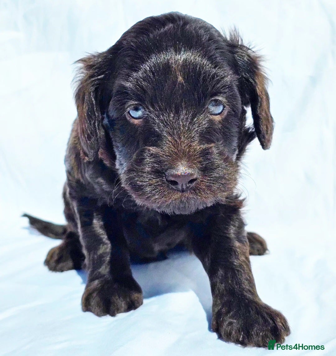 Labradoodle dogs  Australian labradoodles miniature  - Advert 1