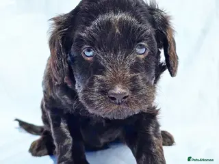 Labradoodle dogs Australian labradoodles miniature - Advert 1