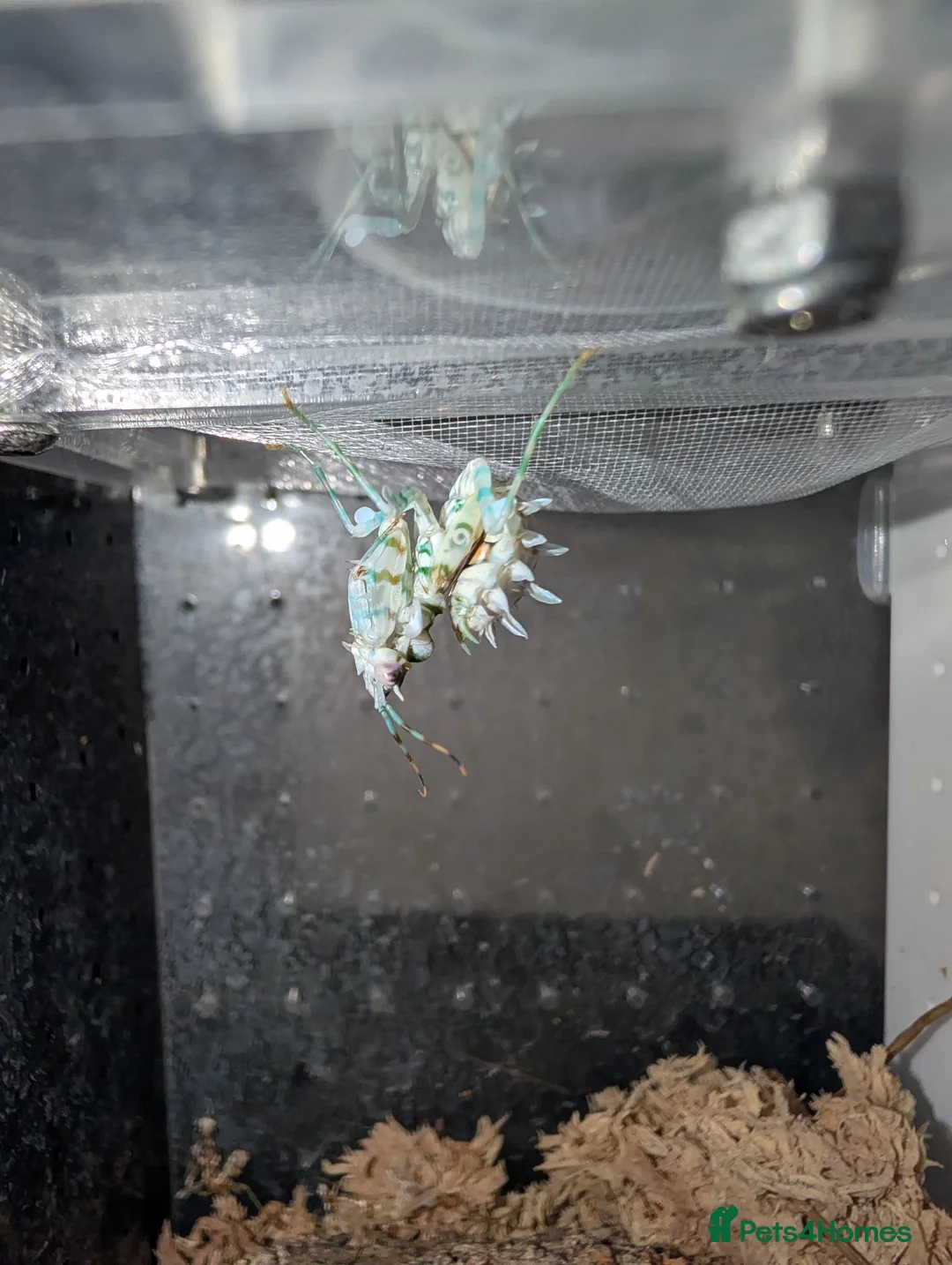 Praying Mantis invertebrates for sale: Spiny flower mantis and African mantis  - Advert 1