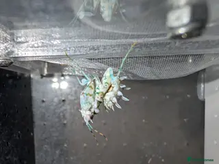 Praying Mantis invertebrates Spiny flower mantis and African mantis - Advert 3