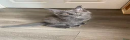 Maine Coon cats for sale: Blue Maine Coon tica registered  - Advert 2