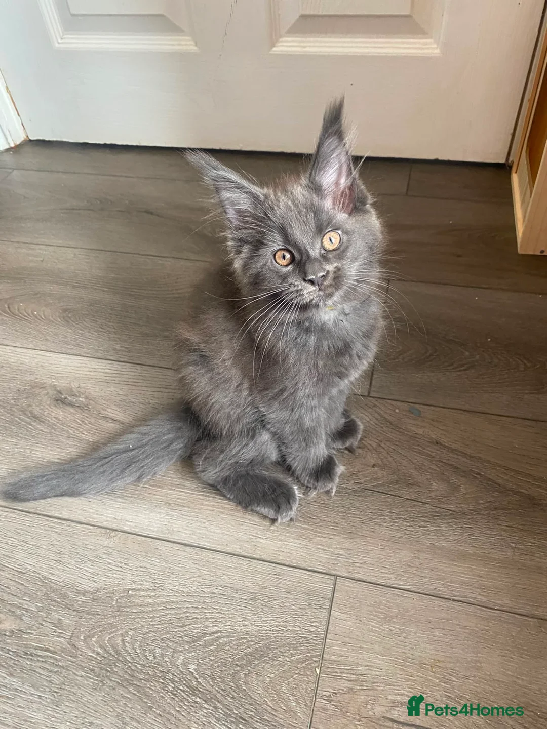 Maine Coon cats for sale: Blue Maine Coon tica registered  - Advert 2