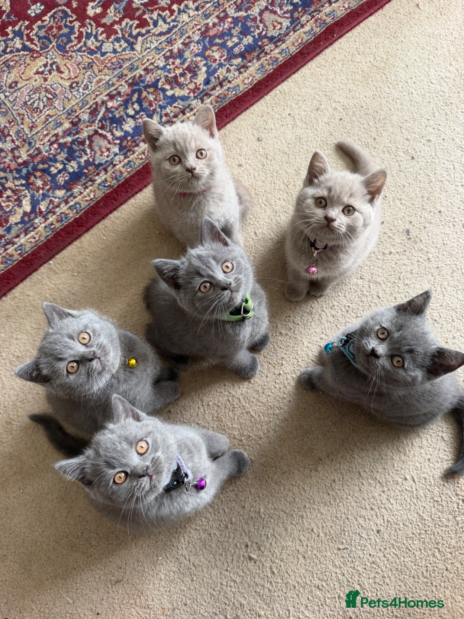 British Shorthair cats Blue and lilac GCCF kittens !  - Advert 1