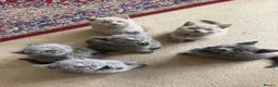 British Shorthair cats for sale: GCCF British Shorthair kittens - Blue and lilac! - Advert 4