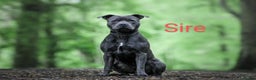 Staffordshire Bull Terrier dogs for sale: Beautifull blue staff puppies for sale  - Advert 3