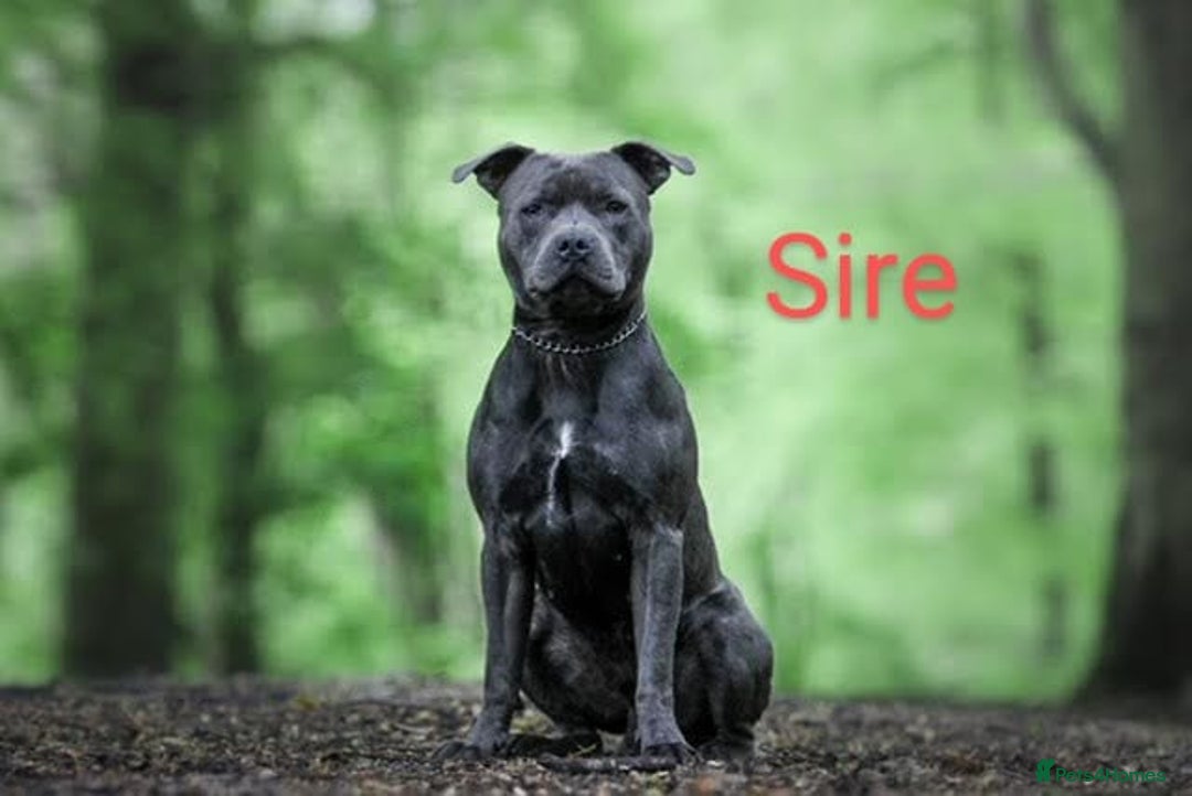 Staffordshire Bull Terrier dogs for sale: Beautifull blue staff puppies for sale  - Advert 3