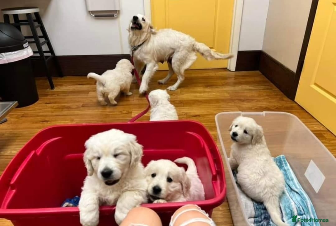 Golden Retriever dogs ENGLISH CREAM RETRIEVERS AVAILABLE  - Advert 1