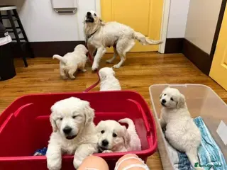 Golden Retriever dogs ENGLISH CREAM RETRIEVERS AVAILABLE - Advert 1