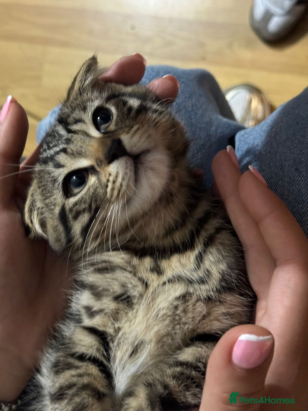 Scottish Fold cats for sale: beautiful Scottish Fold×Nebelung Kittens in Liverpool - Image 16