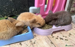 Mini Lop rabbits for sale: Beautiful mini lops - Image 4