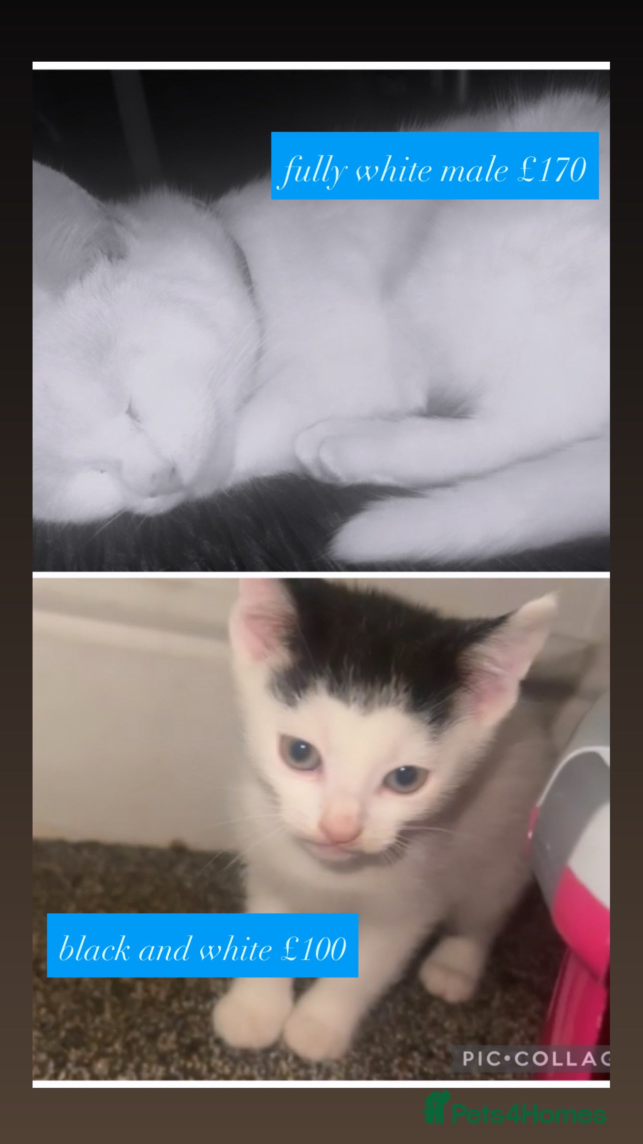 Mixed Breed cats male kittens  - Advert 3