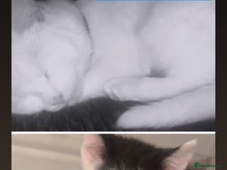 Mixed Breed cats male kittens - Advert 3