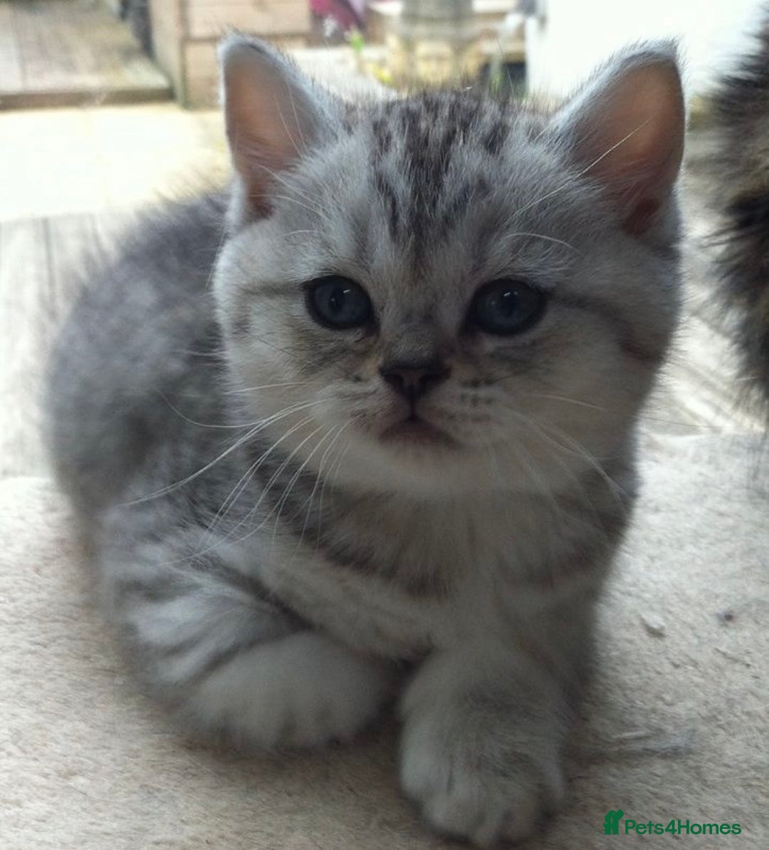 British Shorthair cats for sale: Beautiful silver spotted british shorthair kittens - Image 8