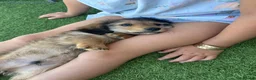 Dachshund dogs for sale: KC REG long haired miniature dachshund - Advert 16