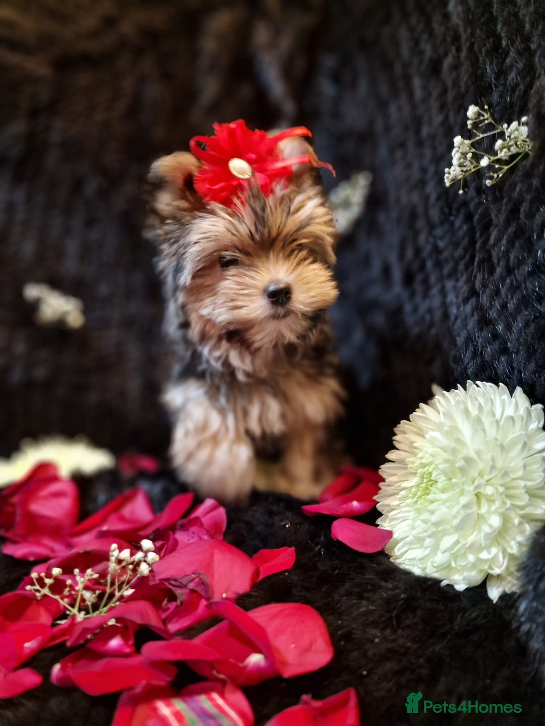 Yorkshire Terrier dogs for sale: Luxury Yorkshire Terrier Puppies/Home Raised/IHR   - Advert 7