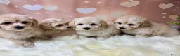 Maltipoo dogs for sale: Adorable Toy F1 DNA Tested Parents  - Advert 10