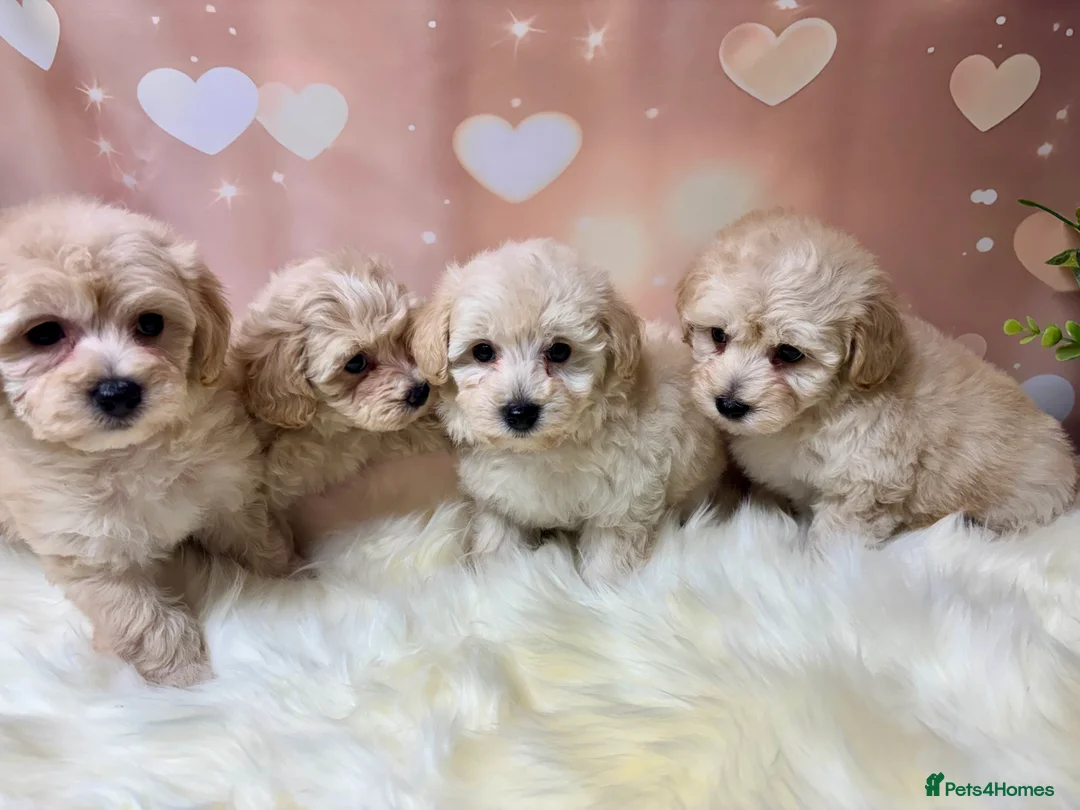 Maltipoo dogs for sale: Adorable Toy F1 DNA Tested Parents  - Advert 10
