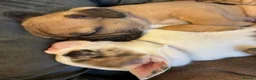 French Bulldog dogs for sale: Special unique Frenchton puppy (Frenchie x Boston) - Advert 3
