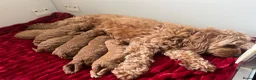 Cavapoo dogs for sale: Stunning deep red TOY cavapoo pups - Advert 3