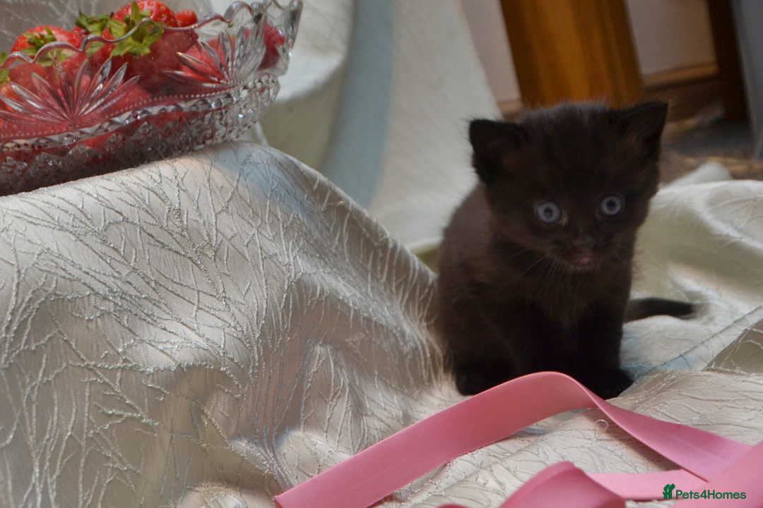 Mixed Breed cats for sale: Beautiful Bombay/Maine-Coone Kitten!  - Image 4