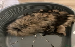 Pomeranian dogs for sale: XS Kc reg quality Pomeranian puppies  - Image 12