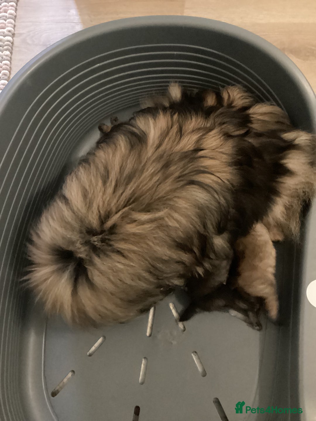Pomeranian dogs for sale: XS Kc reg quality Pomeranian puppies  - Image 12