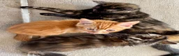 Mixed Breed cats for sale: Amiable mixed breed kttens - Advert 5