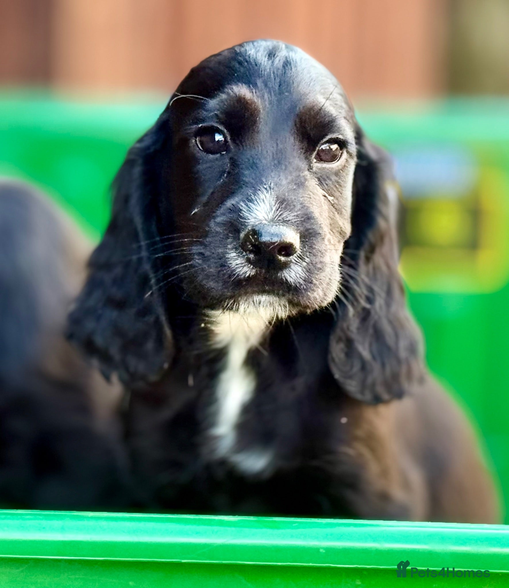 Cocker Spaniel dogs LAST PUPPY ! TOP KC WORKING COCKER PUPPIES - Advert 1