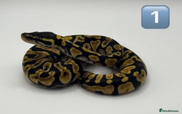 Python Snake reptiles for sale: Baby ball pythons for sale  - Image 1