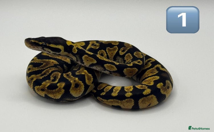 Python Snake reptiles - Advert 12