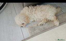 Maltipoo dogs for sale: Sad sale maltipoo puppy  - Image 1