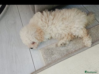 Maltipoo dogs - Advert 15