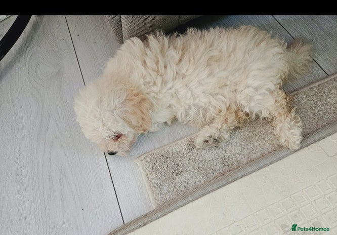 Maltipoo dogs - Advert 2